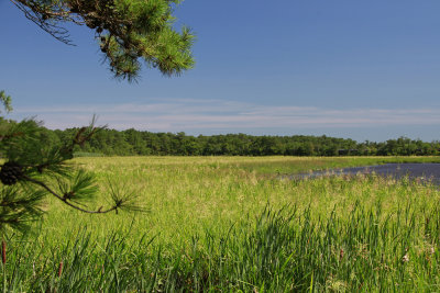 Wild Rice (Zizania aquatica)