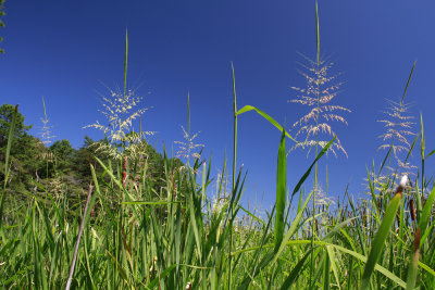 Wild Rice (Zizania aquatica)