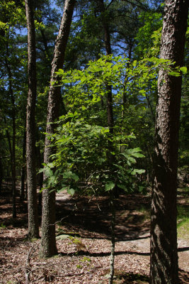 Carya pallida- Sand Hickory