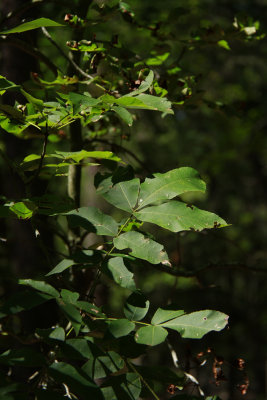 Carya pallida- Sand Hickory