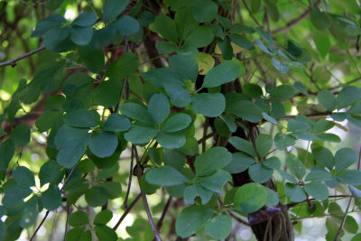 Akebia sp.