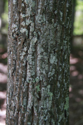 Carya pallida- Sand Hickory