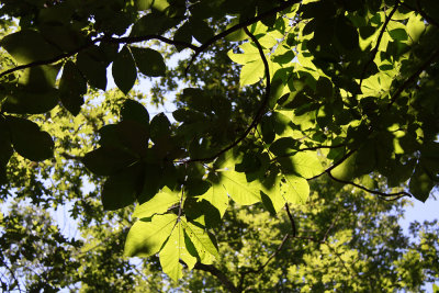 Carya pallida- Sand Hickory