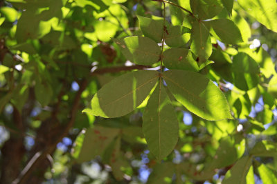 Carya pallida- Sand Hickory