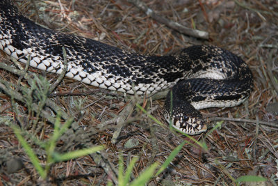Northern Pine Snake