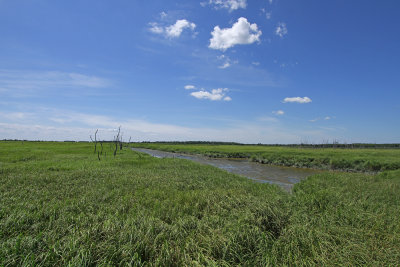 Healthy salt marsh at Thompson's Beach