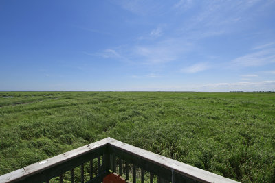 Healthy salt marsh at Thompson's Beach