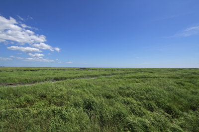 Healthy salt marsh at Thompson's Beach