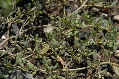 Sesuvium maritimum- Seaside Purslane