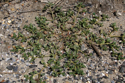 Sesuvium maritimum- Seaside Purslane