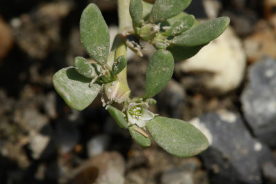 Sesuvium maritimum- Seaside Purslane