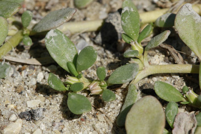 Sesuvium maritimum- Seaside Purslane