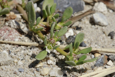 Sesuvium maritimum- Seaside Purslane