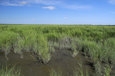 Spartina alterniflora- Salt Marsh Cordgrass