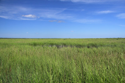 Spartina alterniflora- Salt Marsh Cordgrass