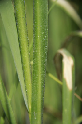 Spartina alterniflora- Salt Marsh Cordgrass