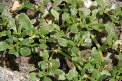 Sesuvium maritimum- Seaside Purslane