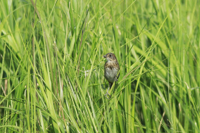 Salt Marsh Sharp-tailed Sparrow