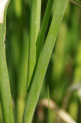 Spartina alterniflora- Salt Marsh Cordgrass