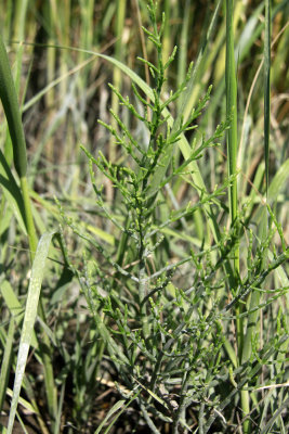 Salicornia sp.