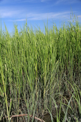 Spartina alterniflora- Salt Marsh Cordgrass