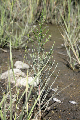 Salicornia sp.