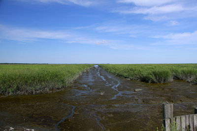 Healthy salt marsh