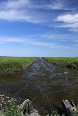 Healthy salt marsh