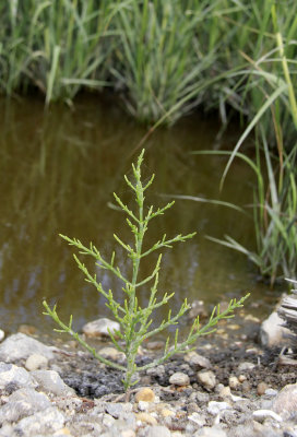 Salicornia sp.