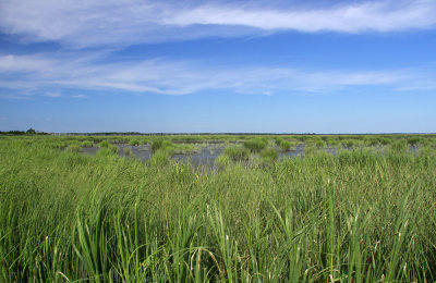 Healthy salt marsh