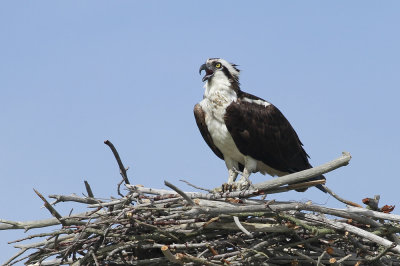 Osprey