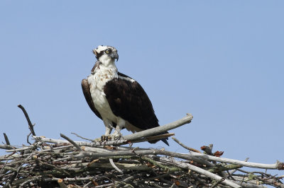 Osprey