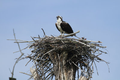 Osprey