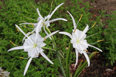 Hymenocallis occidentalis