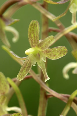 Tipularia discolor- Cranefly Orchid