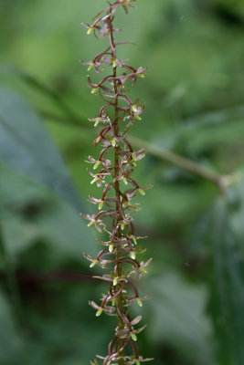 Tipularia discolor- Cranefly Orchid