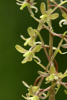 Tipularia discolor- Cranefly Orchid