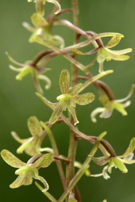 Tipularia discolor- Cranefly Orchid