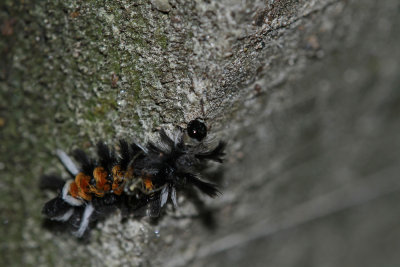 Milkweed Tussock Caterpillar