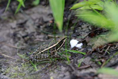 Pickerel Frog