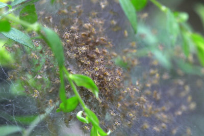 Nest of spiders