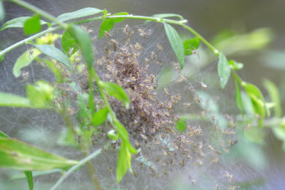 Nest of spiders