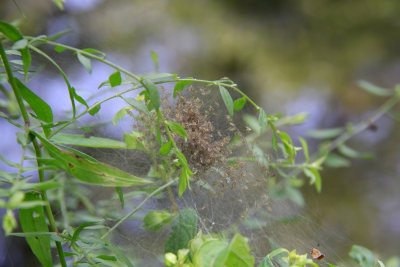 Nest of spiders