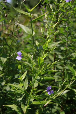 Mimulus ringens- Monkey Flower