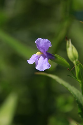 Mimulus ringens- Monkey Flower