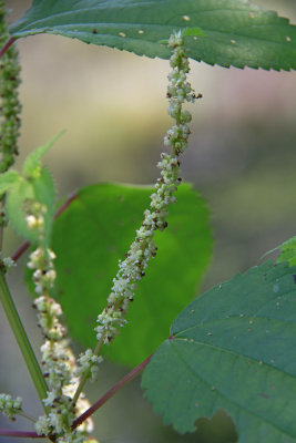 Boehmeria cylindrica- False Nettle