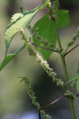 Boehmeria cylindrica- False Nettle