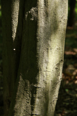 Carpinus caroliniana- Musclewood/American Hornbeam