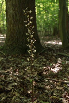 Tipularia discolor- Cranefly Orchid