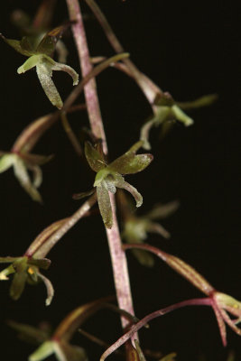 Tipularia discolor- Cranefly Orchid